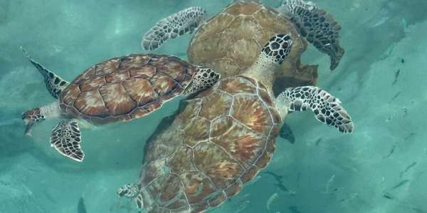 Van Klein Curacao ga je natuurlijk niet weg zonder even te snorkelen met de schildpadden!